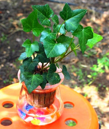 植物土栽水培都可以，5种常见的水培植物，你喜欢吗？(水培植物种土里能活吗)